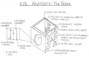 Eye anatomy diagram